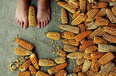 Glyphosate and GM maize not banned in Mexico-image