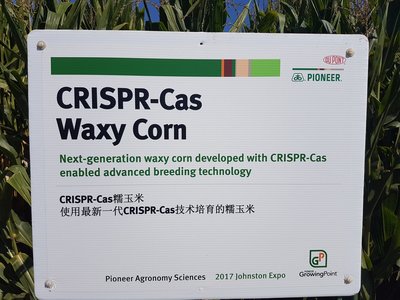 GM waxy maize: The gene edited Trojan Horse is moving through the gates-image