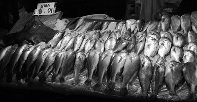 Affaires de gros poissons : qui sont les entreprises qui braconnent les océans?-image