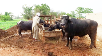 L'offensive des grandes entreprises contre les petits producteurs laitiers pakistanais-image