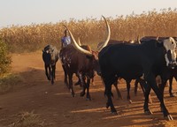 Las corporaciones hacen fortunas  destruyendo la producción lechera en África-image