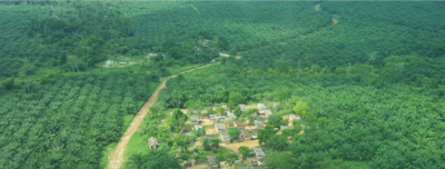 Les banques de développement se retirent sans vergogne d’un accaparement colonial des terres au Congo-image
