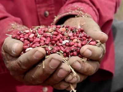 Semillas en manos campesinas: un fallo a favor de la soberanía alimentaria en Honduras-image