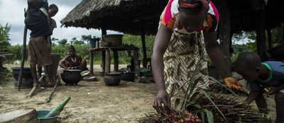 In West and Central Africa, palm oil investors buckle under community pressure-image
