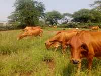 Hands off our buffel grass! Kenyan herders resist the privatisation of their biodiversity-image