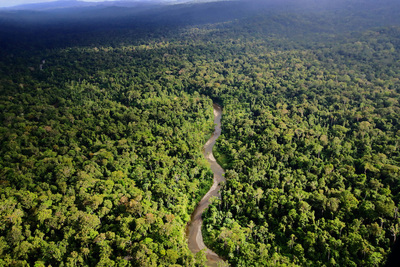 Ten reasons why certification should not be promoted in the EU anti-deforestation regulation-image
