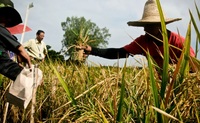 GMOs in Asia : What’s happening and who’s fighting back?-image