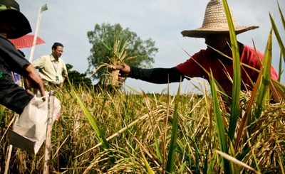 OGM en Asie : Situation et luttes actuelles-image