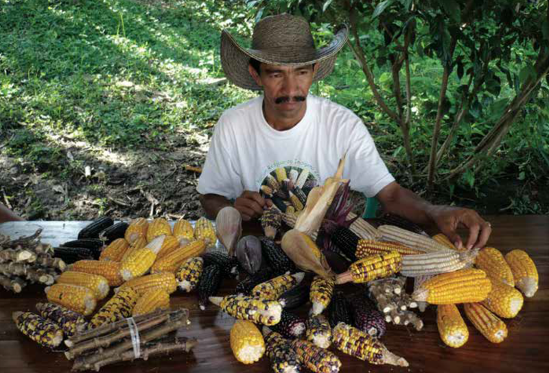 GRAIN | Acciones sociales para la defensa del maíz como bien común