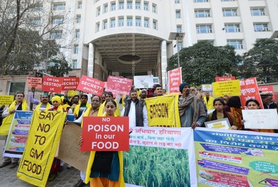 Moutarde OGM en Inde : des milliers d’années d’héritage culturel menacées-image
