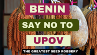 Why Benin should not join UPOV -image