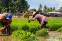 La riziculture à faibles émissions de carbone : un permis de polluer aux dépens des petites exploitations-image