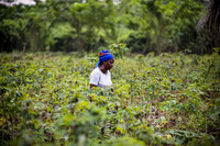 L’avenir des semences sous la Zone de libre-échange africaine-image