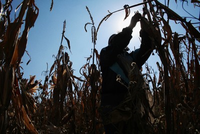 Le conflit pour le maïs entre les États-Unis et le Mexique : un jeu de miroirs-image