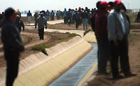 Squeezing communities dry: water grabbing by the global food industry-image