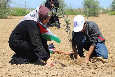 巴以战火中巴勒斯坦的农民和农业-image