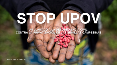 Un llamado a la desobediencia civil contra la privatización de las semillas campesinas-image