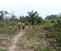 Le grand projet de l'huile de palme en Inde : à quel prix ?-image