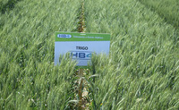 ¡No al trigo transgénico! Alianza mundial busca la intervención de la ONU contra el cultivo de trigo transgénico HB4-image