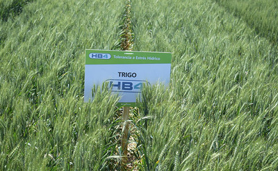 Não ao trigo transgênico! Aliança Global busca intervenção da ONU contra o cultivo do trigo transgênico HB4-image