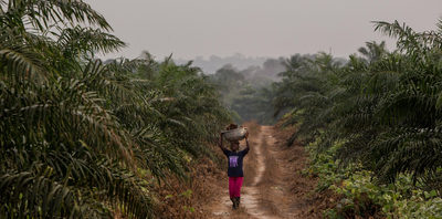 Investigation shows Socfin/Bolloré plantations harm communities in Africa and Asia-image