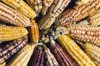 The battle over seeds in Latin America: the legal siege and people's response-image