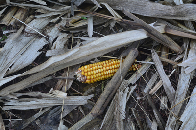 Another food crisis? Yes, but this time it’s different