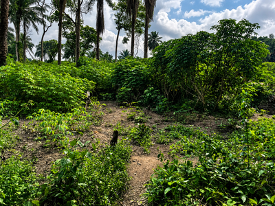 Eni and the production of biofuels in the Congo: peasant lands and livelihoods at stake-image